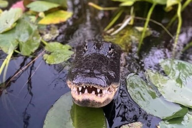 Miami: 60 Minute Private Everglades Airboat Ride - One hour through different Everglades waters