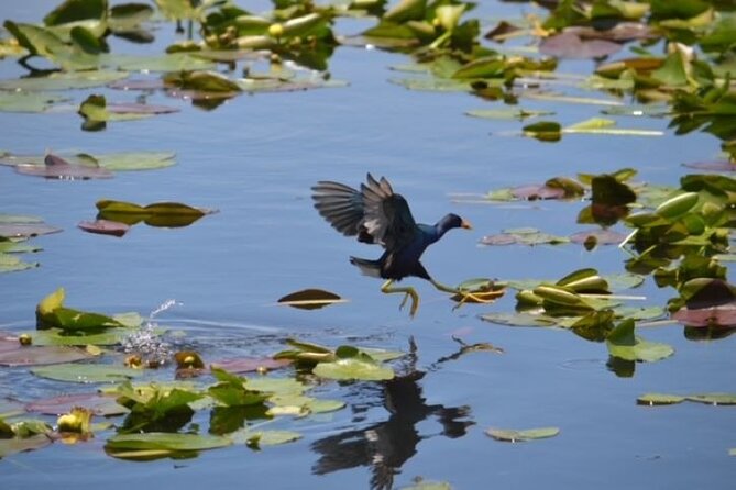 Miami: 60 Minute Private Everglades Airboat Ride - What the $135 price buys you
