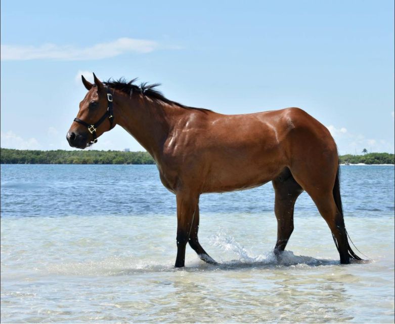 Miami: Beach Horse Ride & Nature Trail - How to prepare for the ride