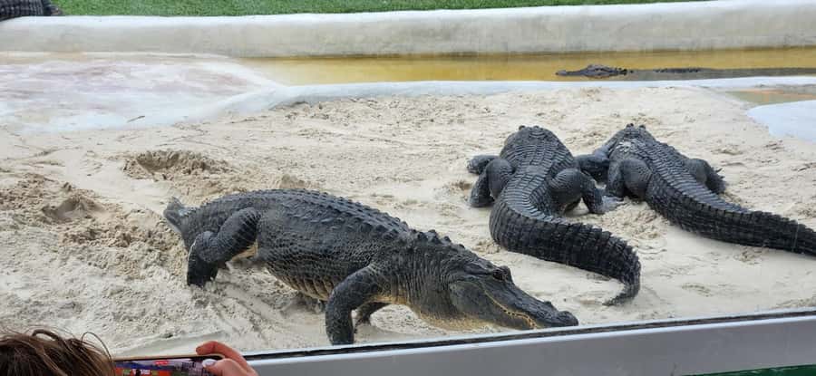 Miami: Everglades Airboat, Gator Encounter & Bus Transfer - Two hours at Everglades Holiday Park