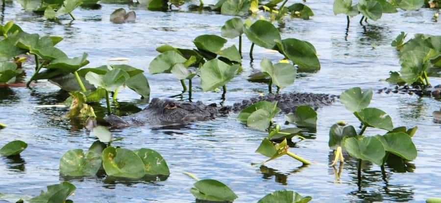 Miami: Everglades Airboat, Gator Encounter & Bus Transfer - Is $57 good value?