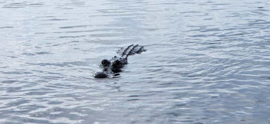 Miami: Everglades Airboat, Gator Encounter & Bus Transfer - FAQ