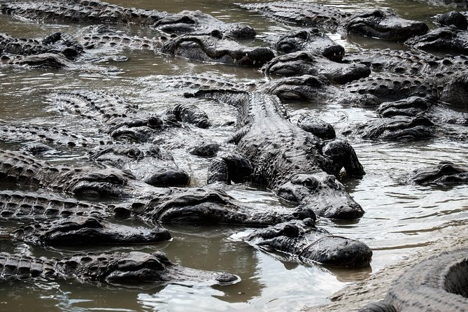 Miami: Everglades Airboat incl. Group Photo - Is $99 good value?