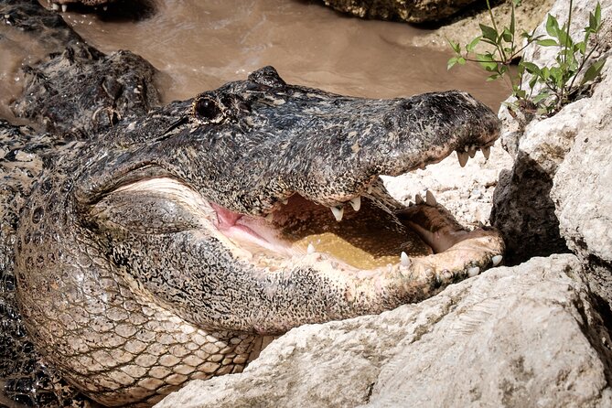 MIAMI: Everglades Airboat, Wildlife Gator Show and Pick-up - Heat, sound, and crowds are part of the setting