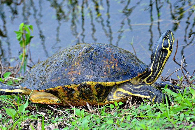 MIAMI: Everglades Airboat, Wildlife Gator Show and Pick-up - What $61.75 buys you