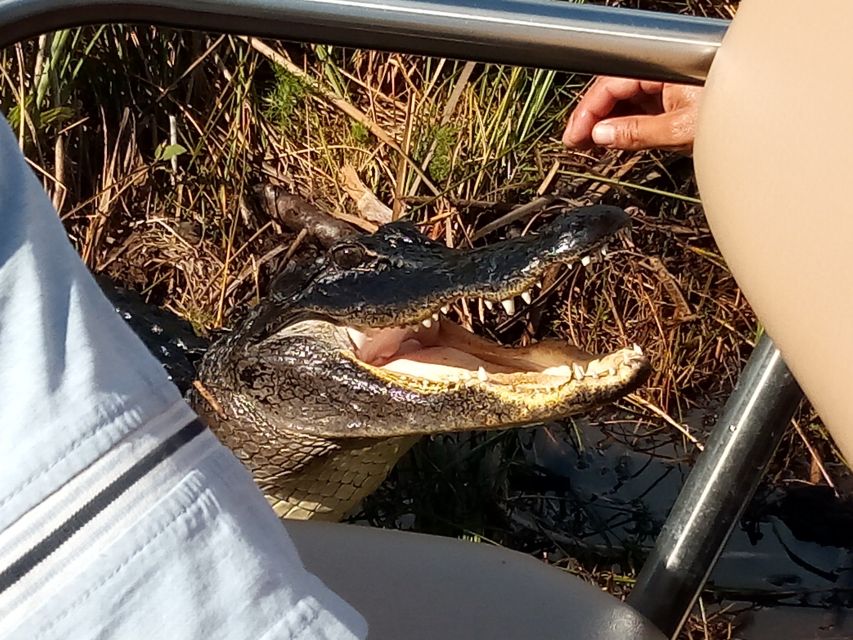 Miami: Everglades Full-Day Tour with 2 Boat Trips and Lunch - A full-day route into the Everglades