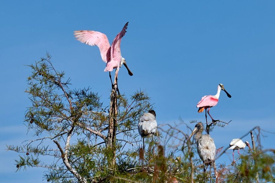 Miami: Everglades Full-Day Tour with 2 Boat Trips and Lunch - The 10,000 Islands cruise is slower and saltier