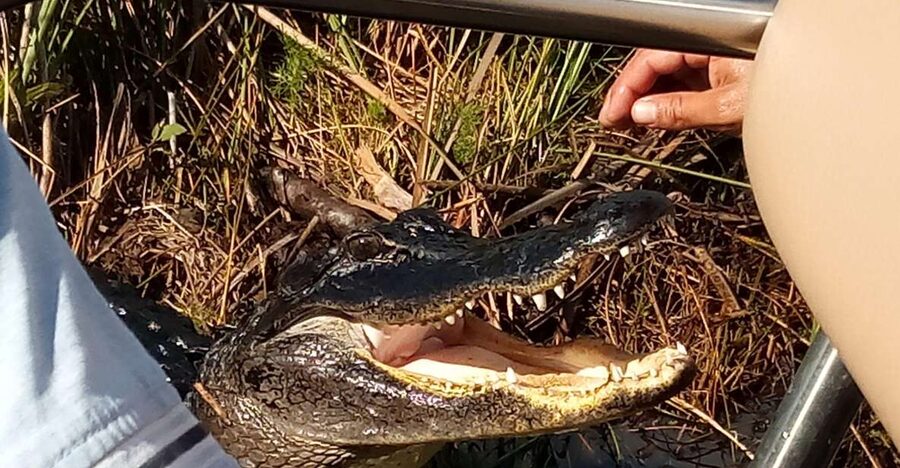 Miami: Everglades Full-Day Tour with 2 Boat Trips and Lunch - What $295 includes, and who gets good value