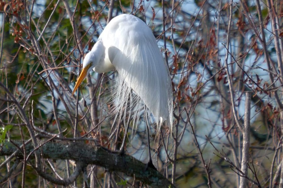 Miami: Everglades Full-Day Tour with 2 Boat Trips and Lunch - Practical details before you go