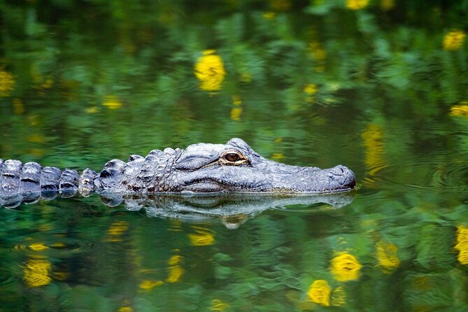 Miami + Everglades in One Perfect Day–small group & pick up - One day, from wetland to city street