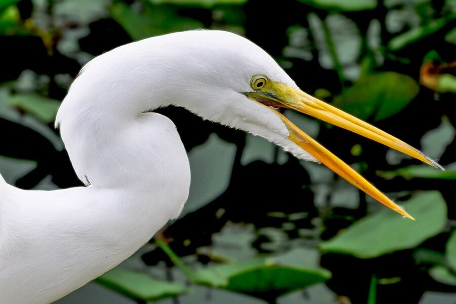 Miami: Everglades Safari Park Airboat Tour - What the $41 ticket really covers