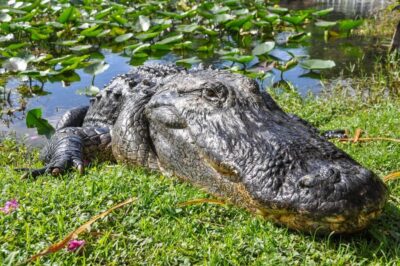 Everglades Safari Park Airboat Tour