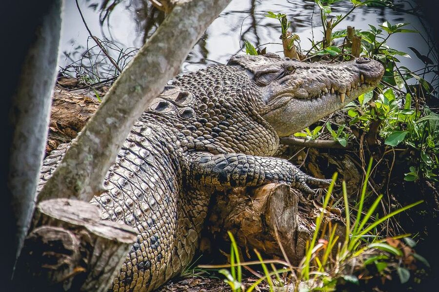 Miami: Everglades Safari Park Airboat Tour - Should you book the Everglades Safari Park airboat tour?
