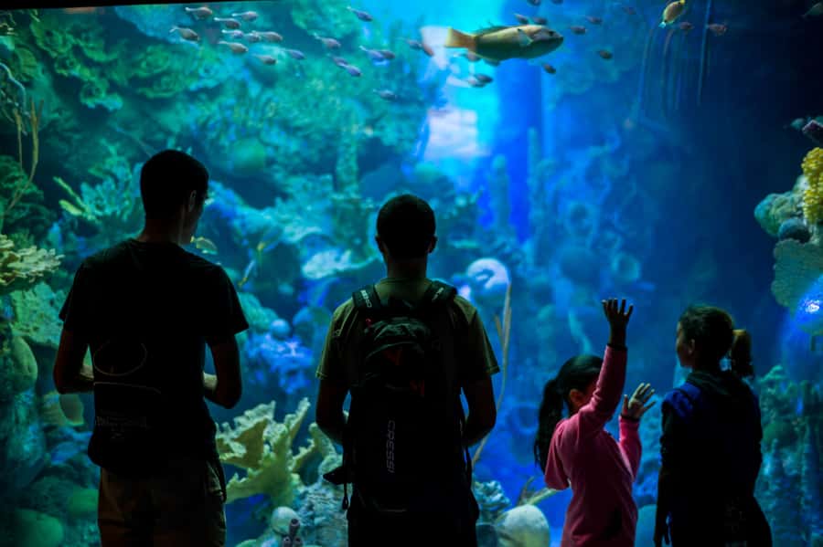 Miami: Frost Museum of Science and Planetarium Entry Ticket - Booking and visit details