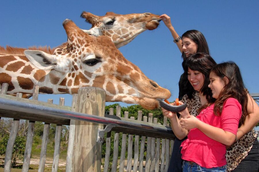 Miami: Go City Explorer Pass - Choose 2 to 5 Attractions - Should you book the Miami Explorer Pass?