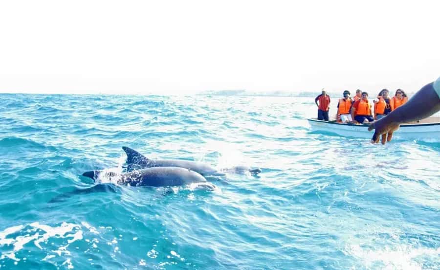 Miami: Key West Dolphin Watch or Snorkel Boat with pickup - What the $63 price does, and does not, tell you