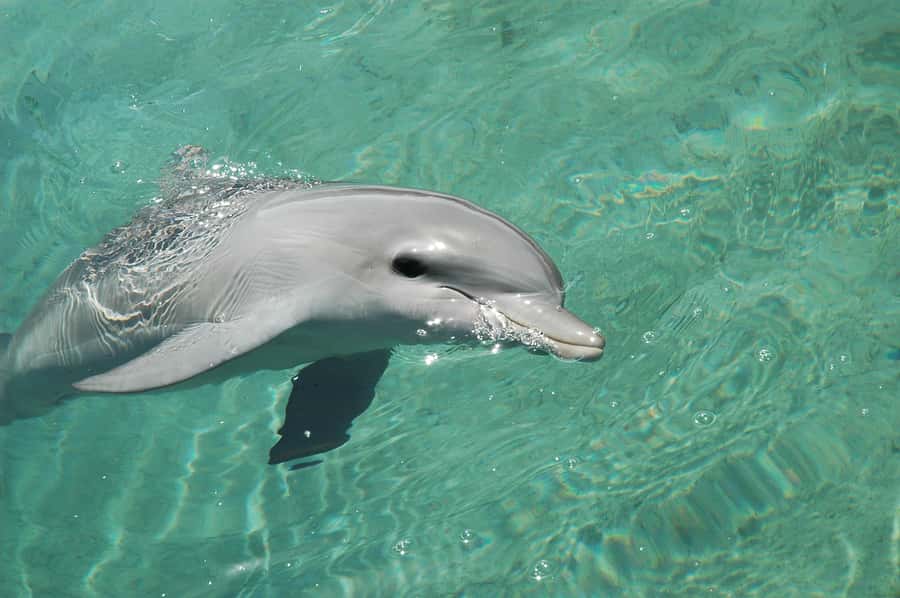 Miami: Key West Dolphin Watch or Snorkel Boat with pickup - Should you book the Miami to Key West day trip?