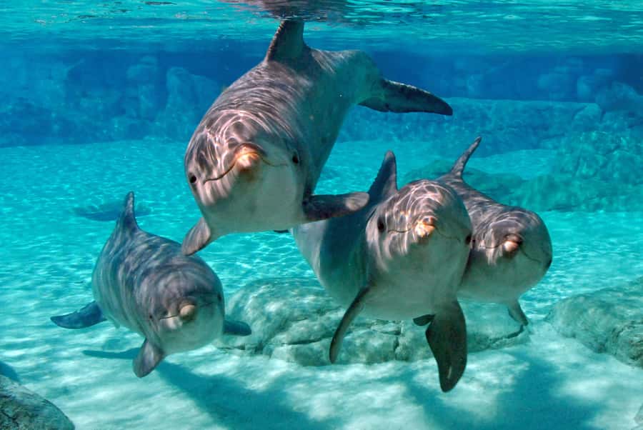 Miami: Key West Dolphin Watch or Snorkel Boat with pickup - FAQ