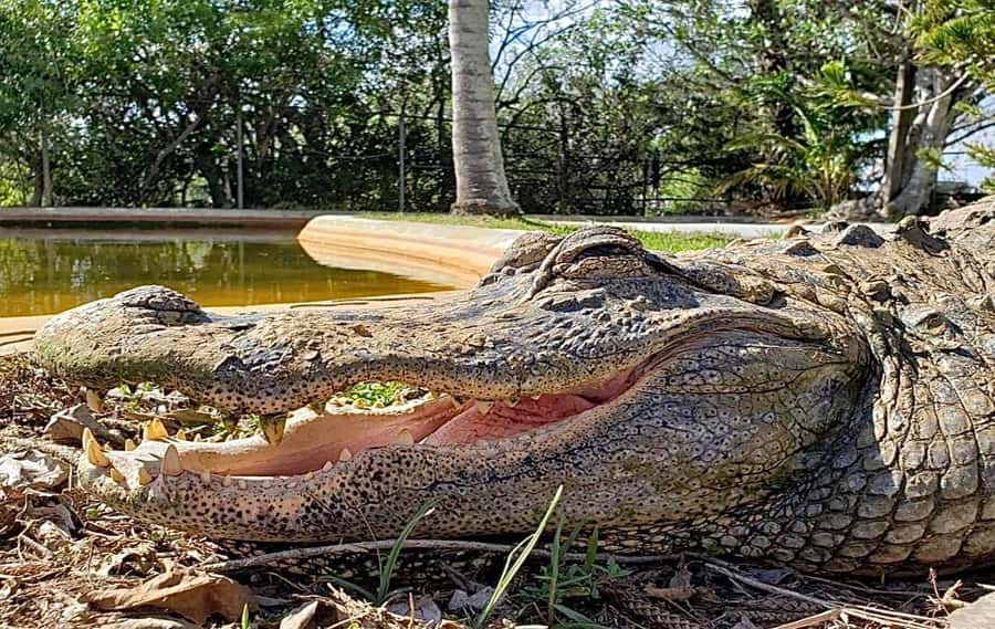 Miami: Original Everglades Airboat Tour & Interpretive area - Start at Coopertown, not on the boat