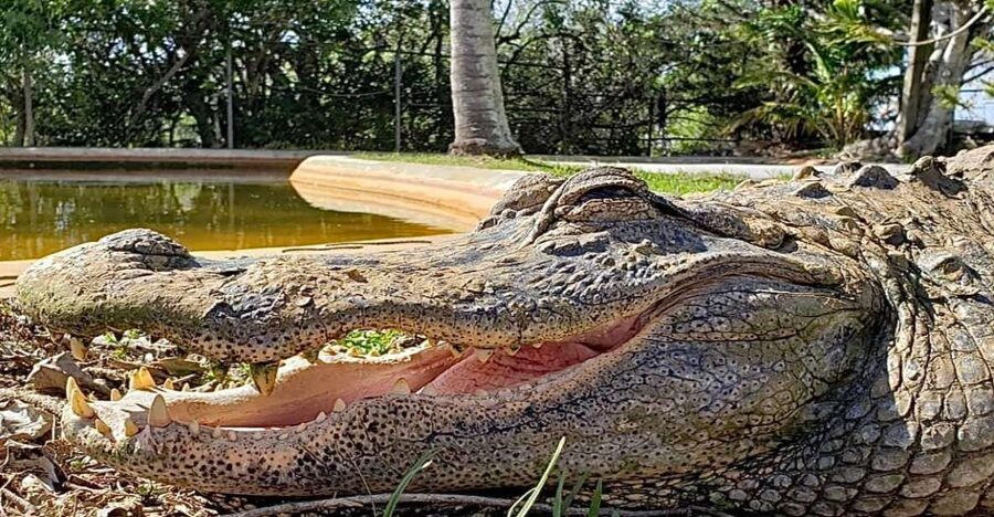 Miami: Original Everglades Airboat Tour & Interpretive area - FAQ