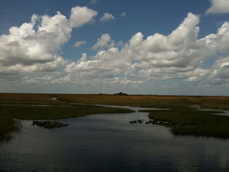 Miami: Original Everglades Airboat Tour & Interpretive area - Wildlife is wild, and sightings change
