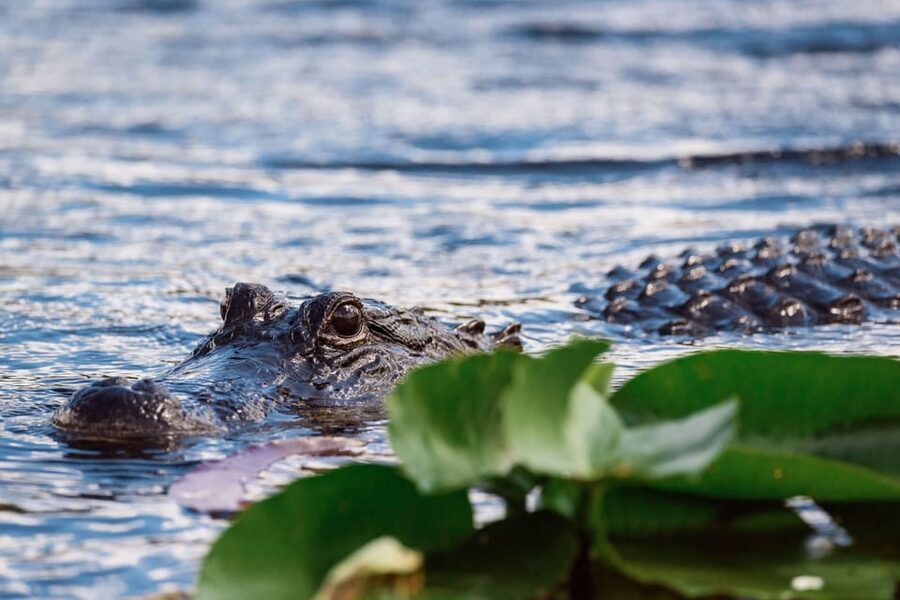Miami: Wild Everglades Airboat Ride and Gator Encounters - Should you book the Miami Everglades airboat trip?