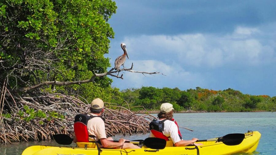North Miami: Nature & Island Exploration on SUP/Kayak - Paddling into the Osprey Triangle
