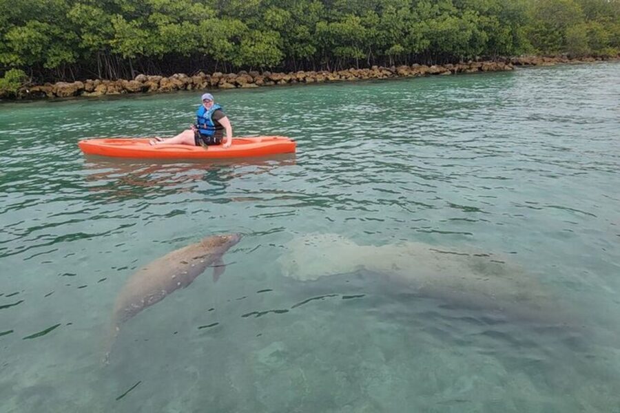 North Miami: Nature & Island Exploration on SUP/Kayak - Should you book the North Miami paddle?