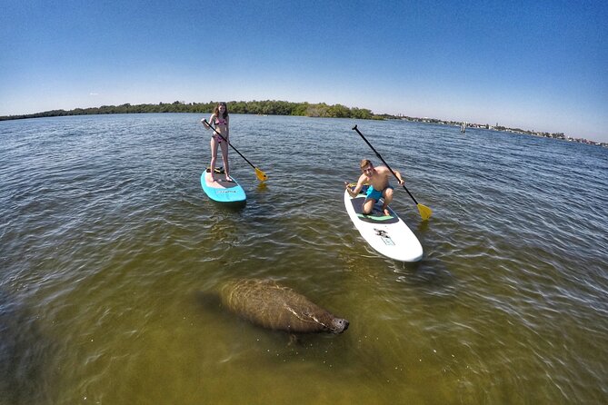 Paddle Boarding Eco Adventure Tour Jupiter Florida - Singer Island - Starting from Sawfish Bay Park