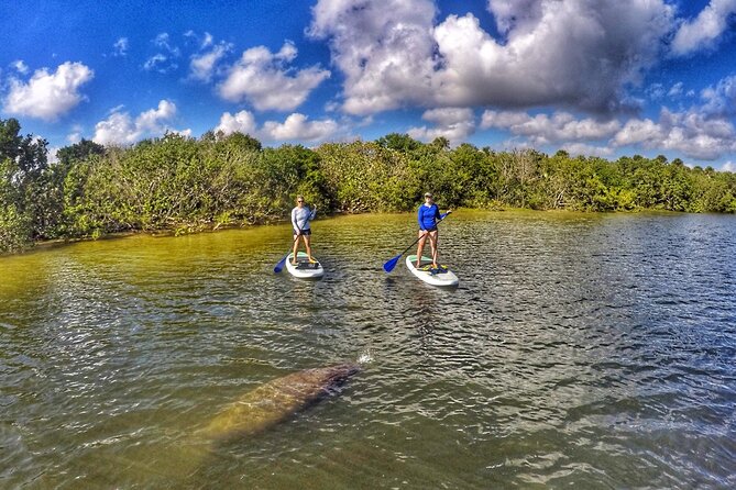 Paddle Boarding Eco Adventure Tour Jupiter Florida - Singer Island - Following the creek toward Fullerton and Sawfish Island