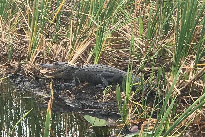 Private 1-Hour Airboat Tour of Miami Everglades - Alligators, turtles and the limits of wildlife watching