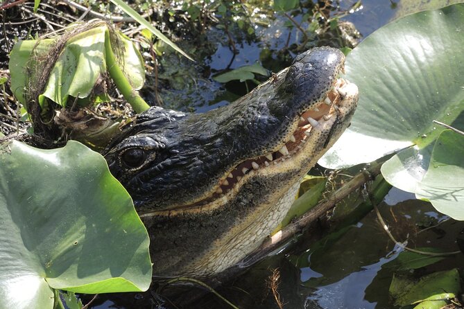 Private River Of Grass Everglades Airboat Adventure - What to know before you book