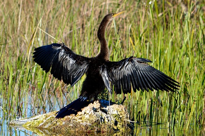 Private River Of Grass Everglades Airboat Adventure - A private ride through the River of Grass