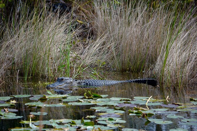 Private River Of Grass Everglades Airboat Adventure - Who will enjoy this airboat tour?