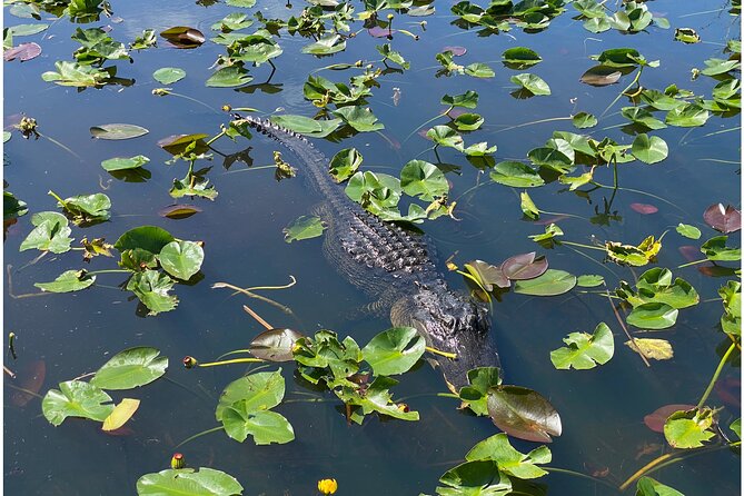 Private River Of Grass Everglades Airboat Adventure - FAQ