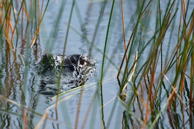 Private Tour: Florida Everglades Airboat Ride and Wildlife Adventure - The exhibits after the ride