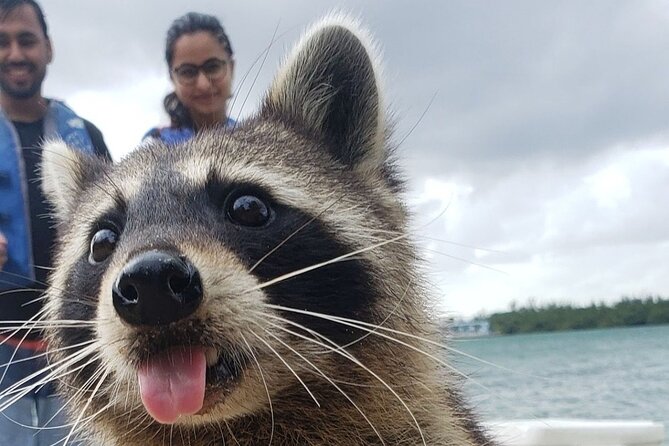 Raccoon Island Exploration on SUP/Kayak - Mangroves first, open water next
