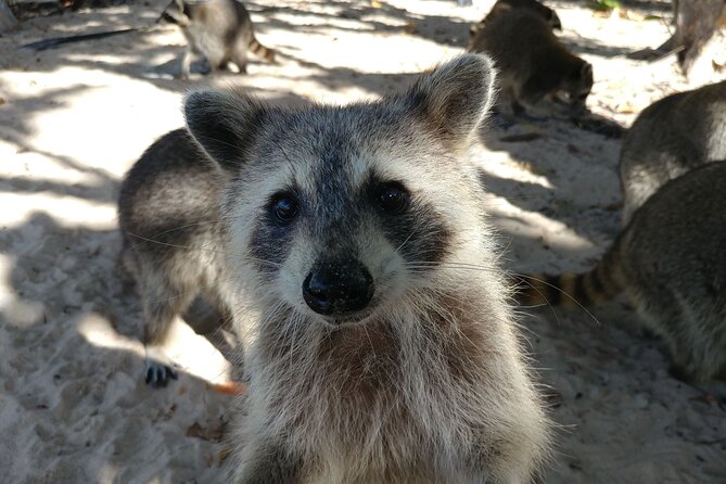Raccoon Island Exploration on SUP/Kayak - Should you book the Raccoon Island trip?