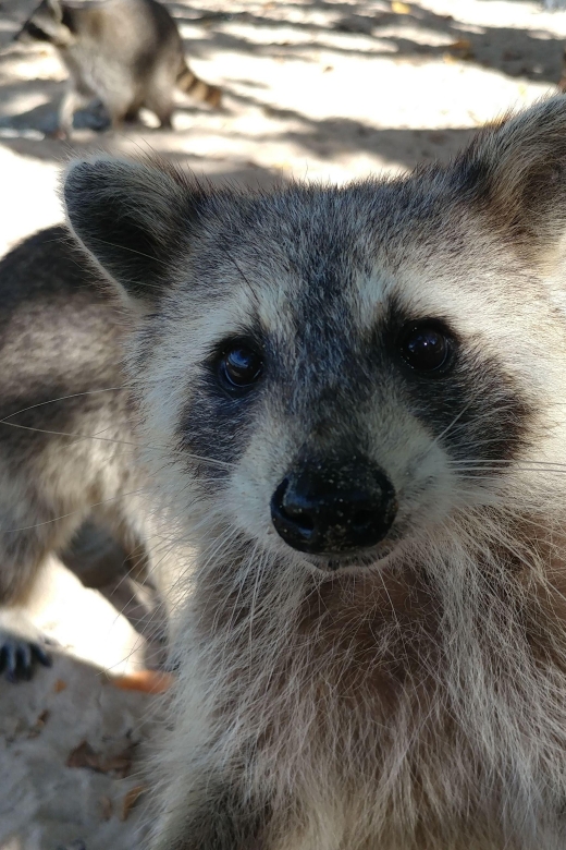Raccoon Island: Exploration on SUP/Kayak - Should you book the Raccoon Island trip?