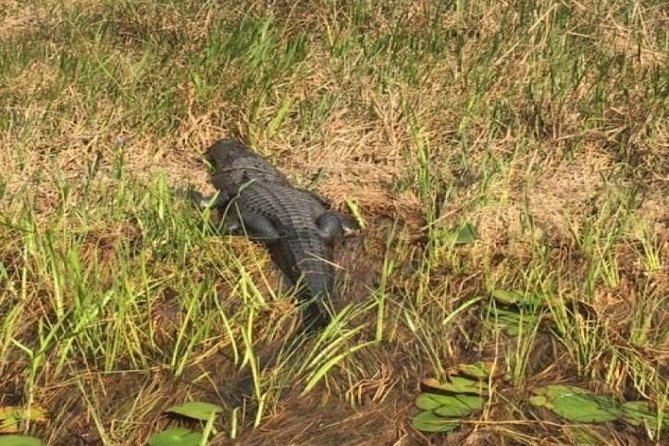 Semi-Private 1-Hour Airboat Tour of Miami Everglades - What to know before you book
