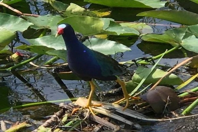 Semi-Private 1-Hour Airboat Tour of Miami Everglades - One hour, shared with a small group