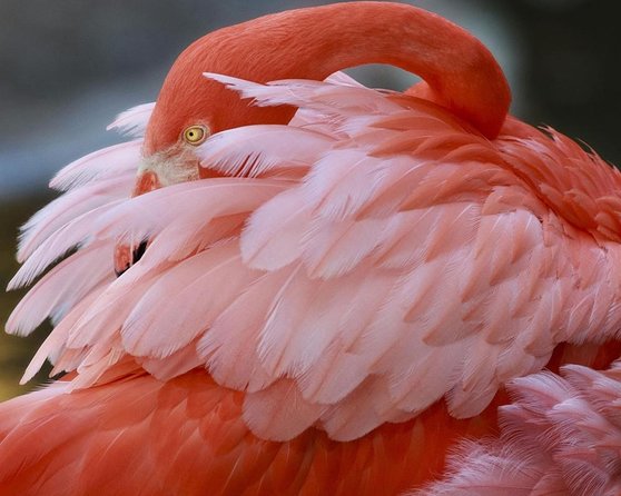 Skip the Line: Flamingo Gardens Admission Ticket in Fort Lauderdale - A Florida sanctuary, not a theme park