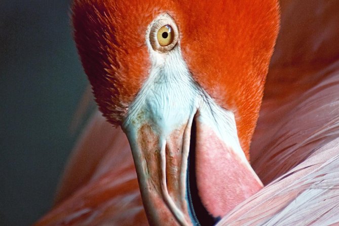 Skip the Line: Flamingo Gardens Admission Ticket in Fort Lauderdale - Start with the gardens and their scale