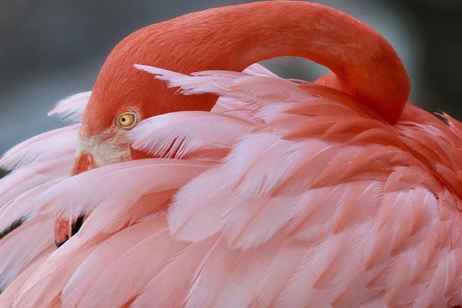 Skip the Line: Flamingo Gardens Admission Ticket in Fort Lauderdale - Ride the tram, then explore on foot