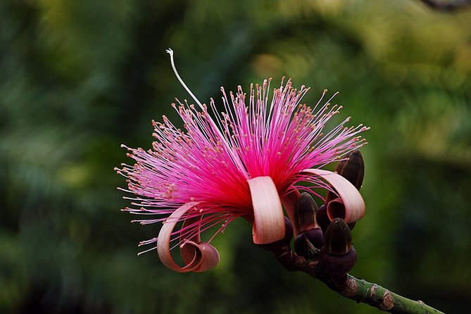 Skip the Line: Flamingo Gardens Admission Ticket in Fort Lauderdale - Make time for the aviary and presentations
