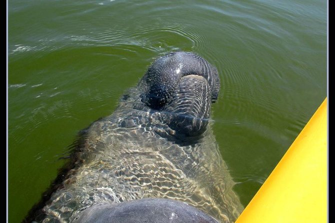 Small Group Boat, Kayak and Walking Guided Eco Tour Everglades - What makes this Everglades trip different