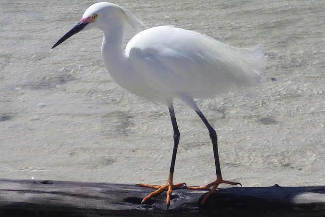 Small Group Boat, Kayak and Walking Guided Eco Tour Everglades - Is $199.95 a fair price?