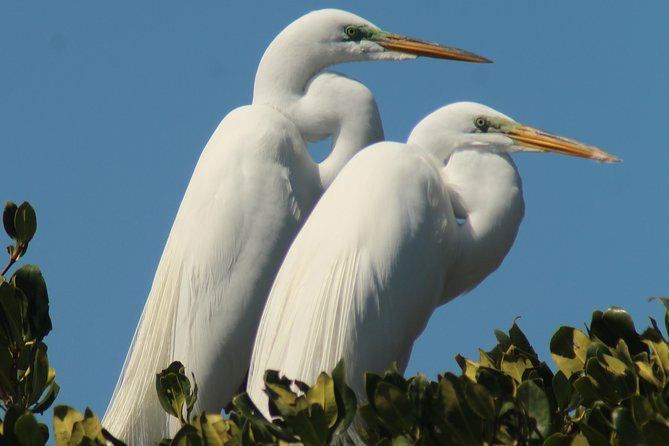 Small Group Boat, Kayak and Walking Guided Eco Tour Everglades - Who should book this trip?