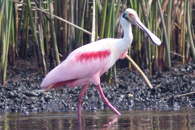 Small Group Boat, Kayak and Walking Guided Eco Tour Everglades - Final call
