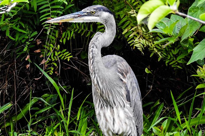 Small Group Florida Keys Eco Tour by Boat - What $60 buys you